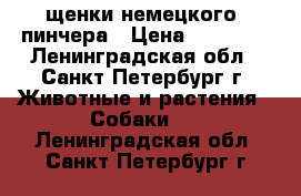 щенки немецкого  пинчера › Цена ­ 19 500 - Ленинградская обл., Санкт-Петербург г. Животные и растения » Собаки   . Ленинградская обл.,Санкт-Петербург г.